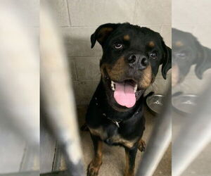 Rottweiler Dogs for adoption in San Bernardino, CA, USA