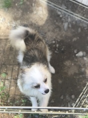 Mother of the Pomsky puppies born on 04/30/2018