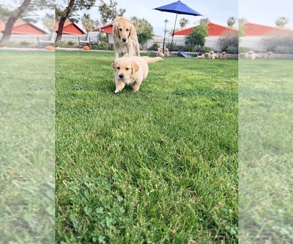 Medium Photo #46 Golden Retriever Puppy For Sale in PHOENIX, AZ, USA