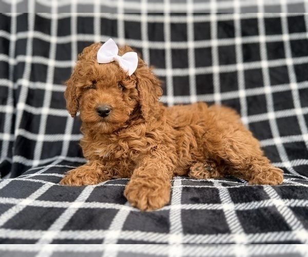 Medium Photo #9 Cock-A-Poo Puppy For Sale in LAKELAND, FL, USA
