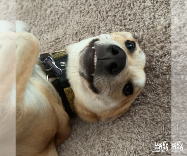 Medium Photo #15 Labrador Retriever-Unknown Mix Puppy For Sale in Washington, DC, USA