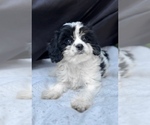 Puppy 4 Cavalier King Charles Spaniel-Goldendoodle Mix