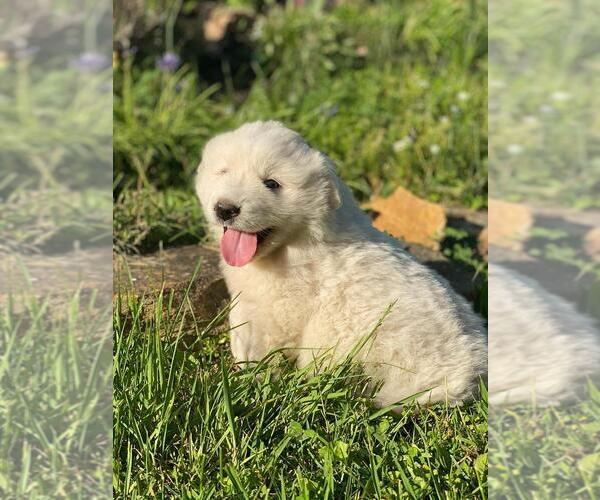 Medium Photo #4 Great Pyrenees Puppy For Sale in PINEVILLE, KY, USA