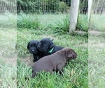 Small Photo #4 Labrador Retriever Puppy For Sale in OLYMPIA, WA, USA