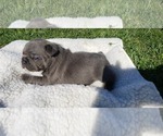 Small Photo #11 French Bulldog Puppy For Sale in FARMINGTON, MO, USA