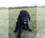 Puppy 3 Labradoodle-Poodle (Standard) Mix