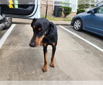 Small Doberman Pinscher Mix