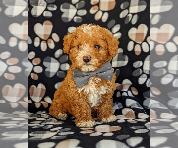 Medium Photo #4 Poodle (Miniature) Puppy For Sale in KINZERS, PA, USA