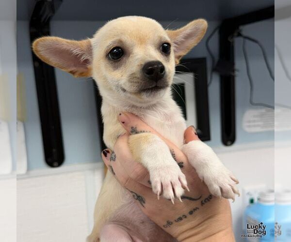 Medium Photo #1 Chihuahua-Unknown Mix Puppy For Sale in Washington, DC, USA