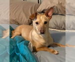 Small #9 Chiweenie