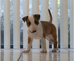 Small Photo #14 Bull Terrier Puppy For Sale in KENDALL, FL, USA