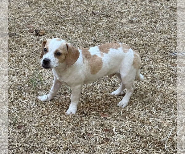 Medium Photo #3 Doxle Puppy For Sale in Phoenix, AZ, USA