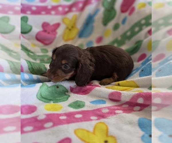 Medium Photo #2 Dachshund Puppy For Sale in SACRAMENTO, CA, USA