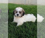 Small Photo #2 Zuchon Puppy For Sale in FREDERICKSBURG, OH, USA