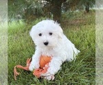 Flynn - Male Maltese Puppy for Sale - Photo #3