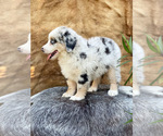 Small Photo #15 Australian Shepherd Puppy For Sale in WESLEY CHAPEL, FL, USA