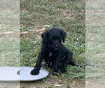 Small #1 Wirehaired lab