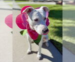 Small #9 American Pit Bull Terrier Mix