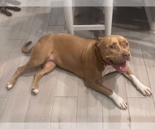 Medium Photo #4 American Pit Bull Terrier-Unknown Mix Puppy For Sale in Chandler, AZ, USA