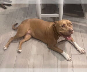 LOLA #16 - Female American Pit Bull Terrier-Unknown Mix Dog for Adoption - Photo #4