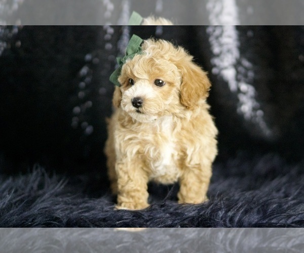 Medium Photo #7 Maltipoo Puppy For Sale in WARSAW, IN, USA