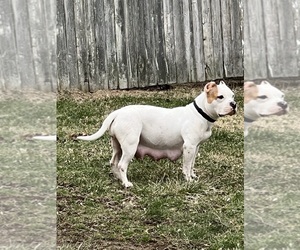 Mother of the American Bully puppies born on 01/14/2023