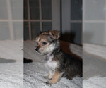 Small #9 Chorkie