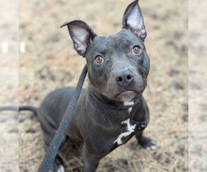 Bullboxer Pit Dogs for adoption in Brooklyn Center, MN, USA