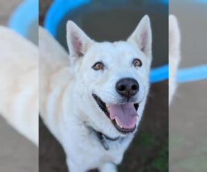 German Shepherd Dog-Siberian Husky Mix Dogs for adoption in Sacramento, CA, USA