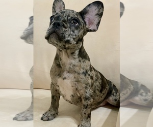 French Bulldog Puppy for sale in NEWNAN, GA, USA