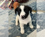 Small #3 Australian Shepherd Mix