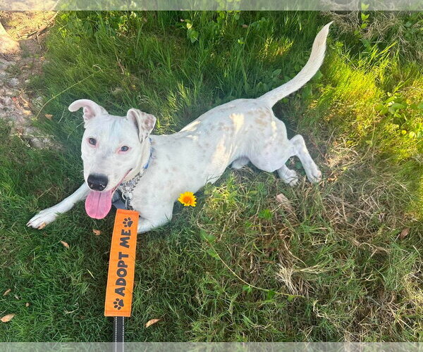 Medium Photo #8 Labrador Retriever-Unknown Mix Puppy For Sale in San Diego, CA, USA