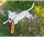 Small #7 Labrador Retriever Mix