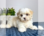 Image preview for Ad Listing. Nickname: Millie