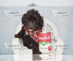 Small Poodle (Toy)
