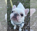 Romie - Male French Bulldog Dog for Adoption - Small photo