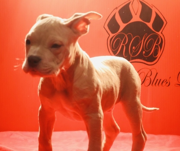 Medium Photo #3 American Bully Puppy For Sale in TRENTON, NJ, USA