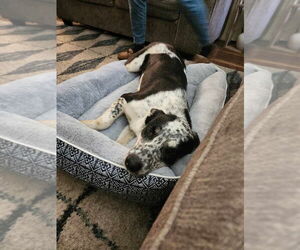 Mutt Dogs for adoption in Pacifica, CA, USA