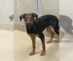 Small Australian Cattle Dog-Labrador Retriever Mix