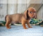 Small #1 Dachshund