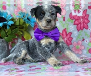 Australian Cattle Dog Puppy for sale in LANCASTER, PA, USA
