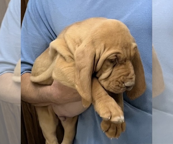 Medium Photo #14 Bloodhound Puppy For Sale in FORT MORGAN, CO, USA