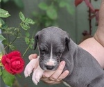 Small Photo #10 Great Dane Puppy For Sale in GREENVILLE, NC, USA