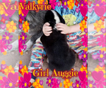 Small Photo #15 Australian Shepherd-Pembroke Welsh Corgi Mix Puppy For Sale in GALLEGOS, NM, USA
