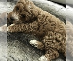 Small Photo #8 Goldendoodle (Miniature) Puppy For Sale in MOUNT PLEASANT, SC, USA