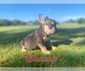 French Bulldog Puppy for sale in CORAL SPRINGS, FL, USA