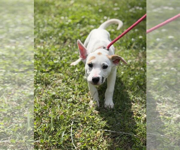 Medium Photo #1 Labrador Retriever-Unknown Mix Puppy For Sale in Yardley, PA, USA