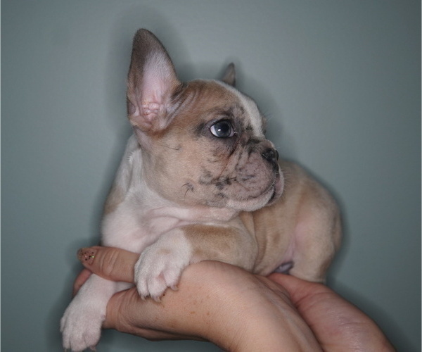 Medium Photo #4 French Bulldog Puppy For Sale in WHEATFIELD, IN, USA