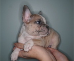 Small Photo #4 French Bulldog Puppy For Sale in WHEATFIELD, IN, USA