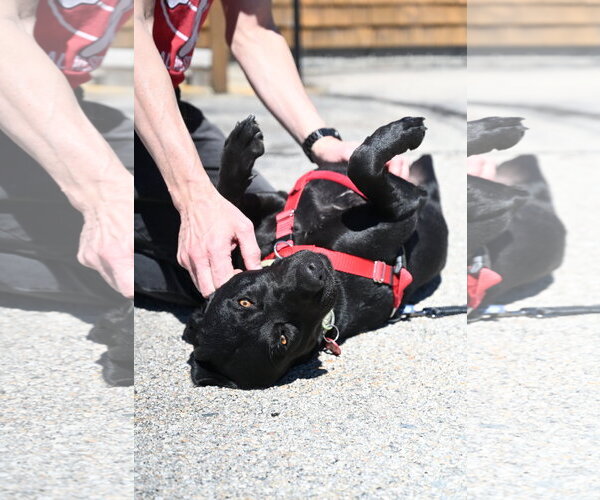 Medium Photo #3 Mutt Puppy For Sale in Wakefield, RI, USA